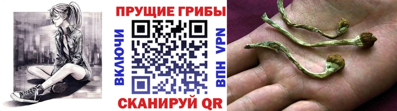 shop какой сайт  Могоча  Галлюциногенные грибы прущие грибы  hydra зеркало 